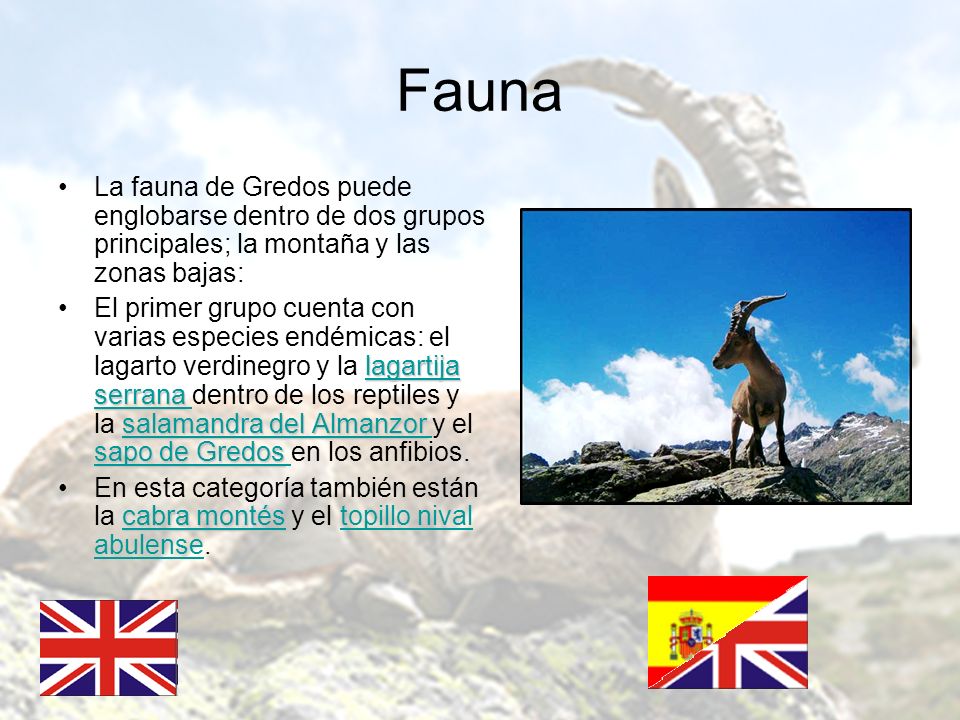 Fauna La fauna de Gredos puede englobarse dentro de dos grupos principales; la montaña y las zonas bajas: