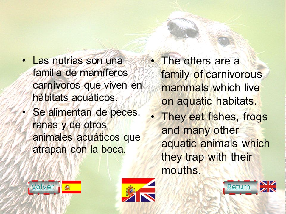 OTTER NUTRIA. Las nutrias son una familia de mamíferos carnívoros que viven en hábitats acuáticos.