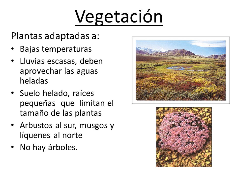 Vegetación Plantas adaptadas a: Bajas temperaturas