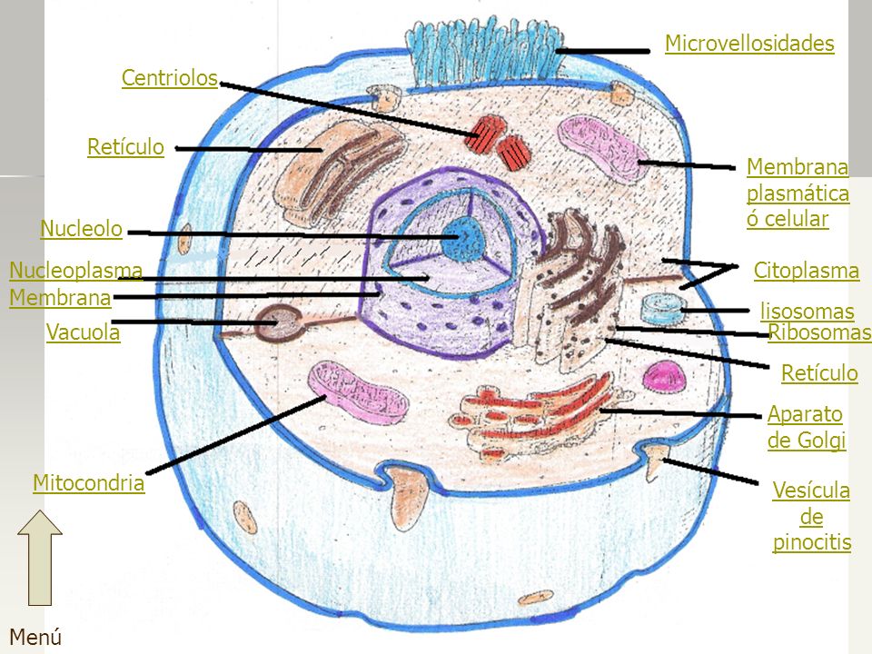 Microvellosidades Centriolos. Retículo. Membrana plasmática ó celular. Nucleolo. Nucleoplasma. Citoplasma.
