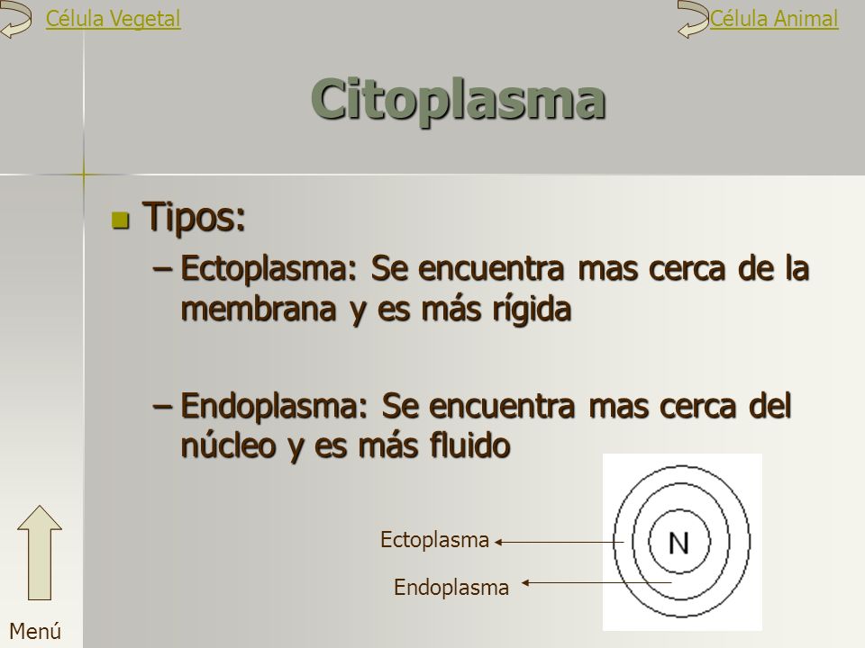 Célula Vegetal Célula Animal. Citoplasma. Tipos: Ectoplasma: Se encuentra mas cerca de la membrana y es más rígida.