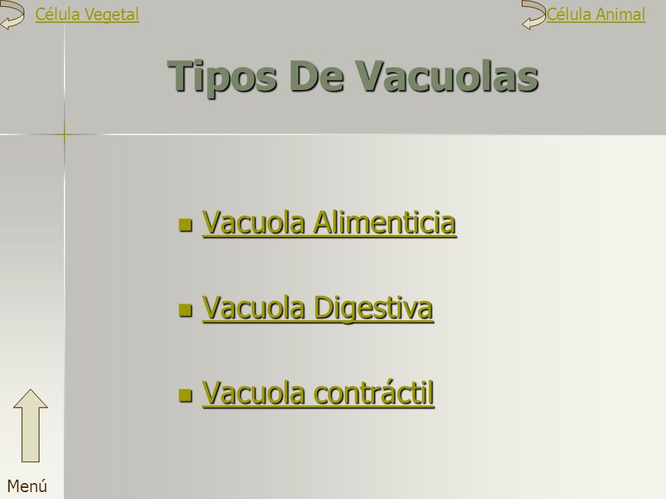 Tipos De Vacuolas Vacuola Alimenticia Vacuola Digestiva