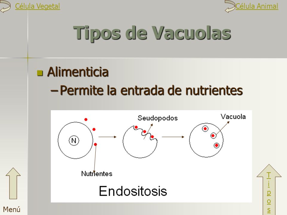 Tipos de Vacuolas Alimenticia Permite la entrada de nutrientes