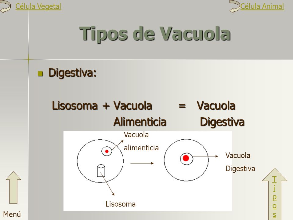Tipos de Vacuola Digestiva: Lisosoma + Vacuola = Vacuola