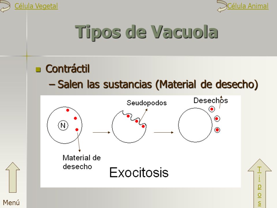 Tipos de Vacuola Contráctil Salen las sustancias (Material de desecho)