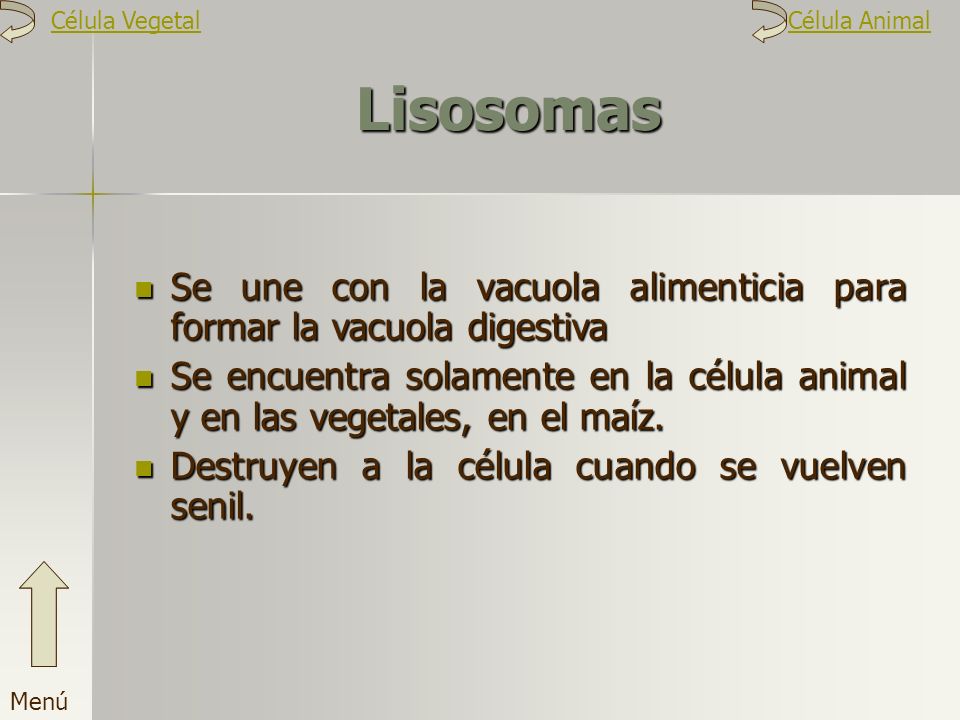 Célula Vegetal Célula Animal. Lisosomas. Se une con la vacuola alimenticia para formar la vacuola digestiva.