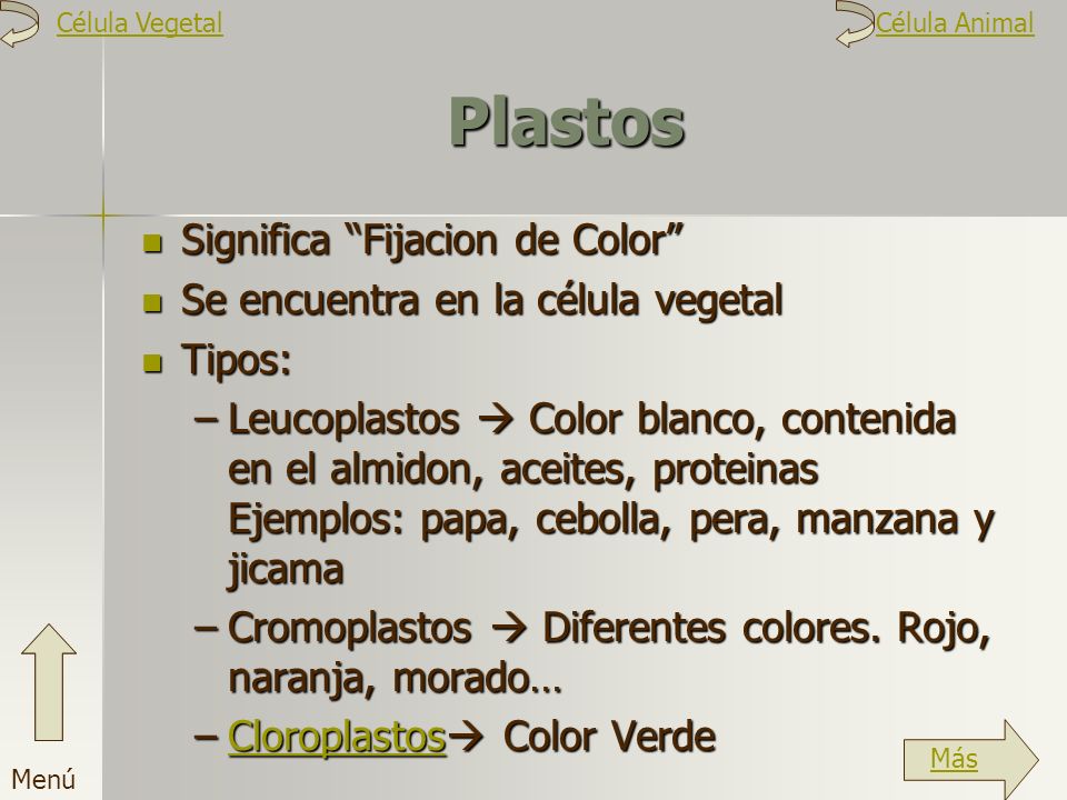 Plastos Significa Fijacion de Color