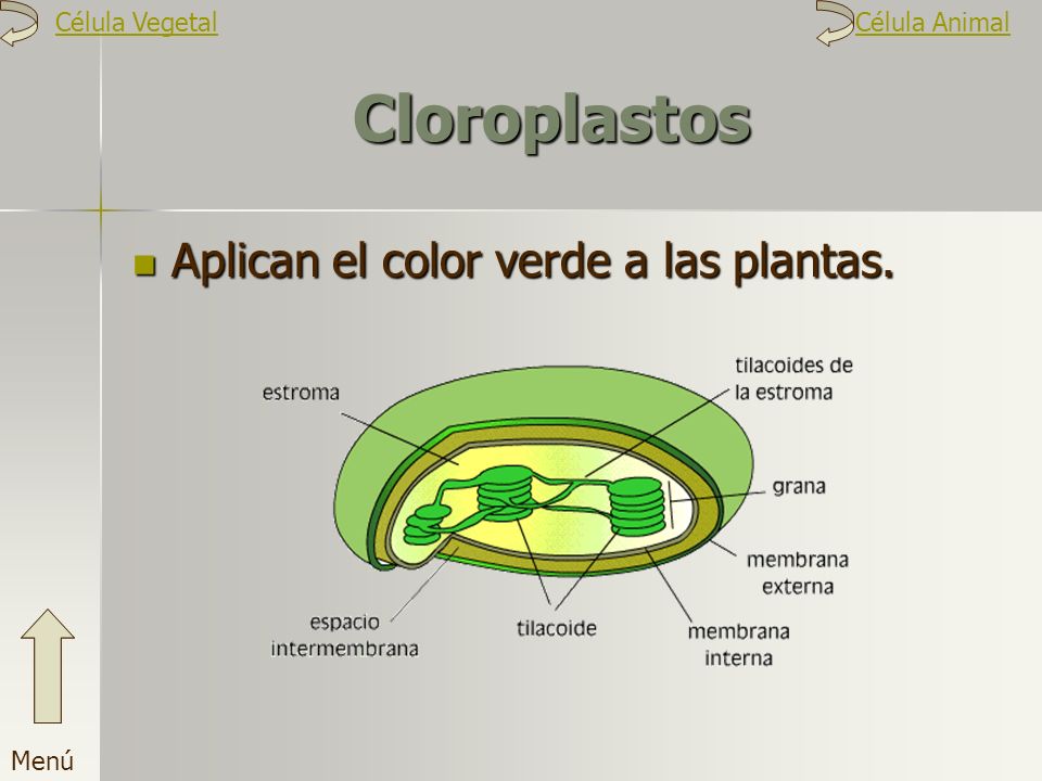 Cloroplastos Aplican el color verde a las plantas. Célula Vegetal