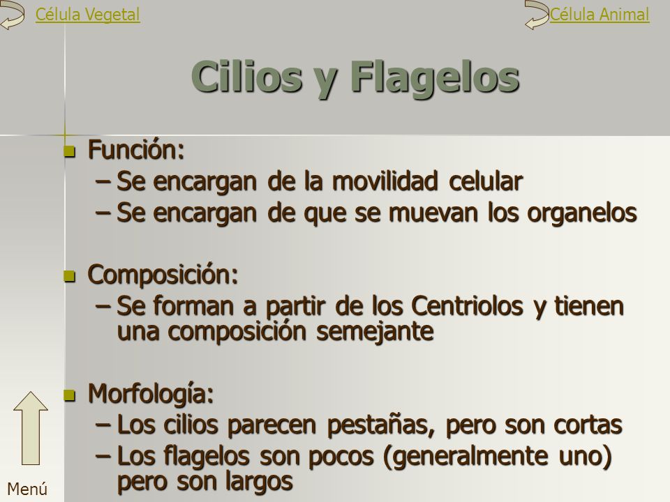 Cilios y Flagelos Función: Se encargan de la movilidad celular