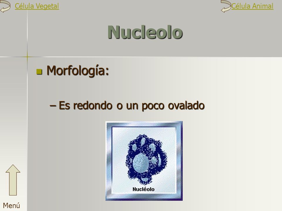 Nucleolo Morfología: Es redondo o un poco ovalado Célula Vegetal