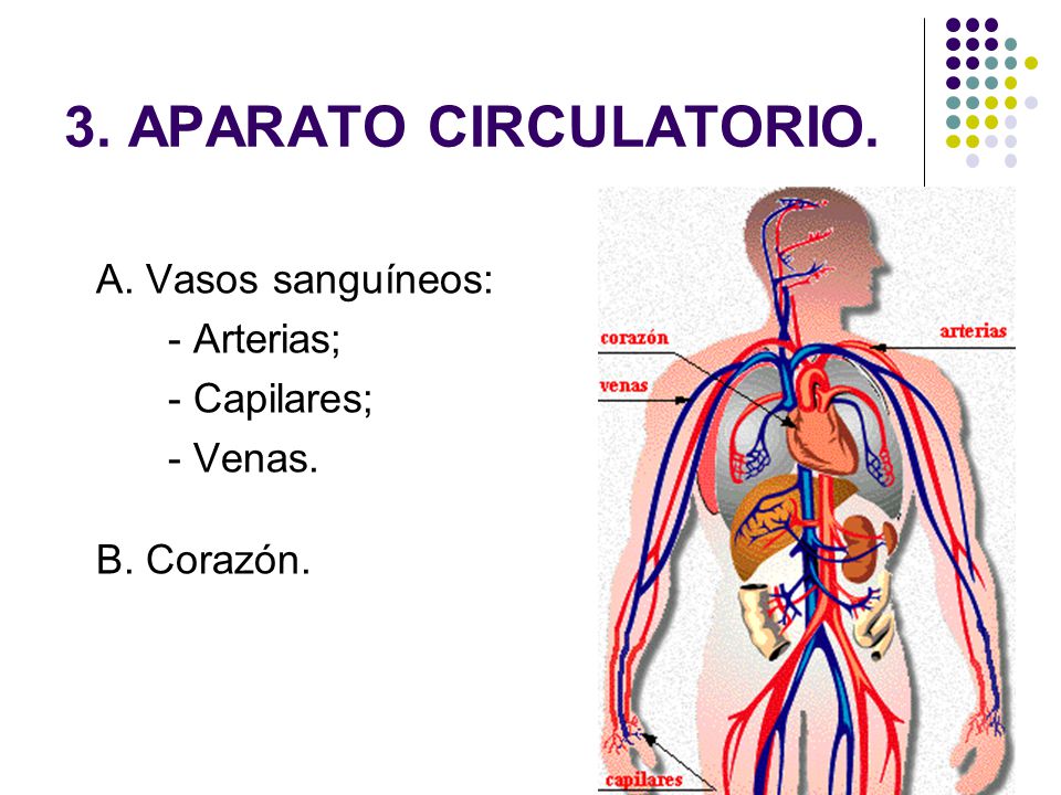 3. APARATO CIRCULATORIO. A. Vasos sanguíneos: - Arterias; - Capilares;