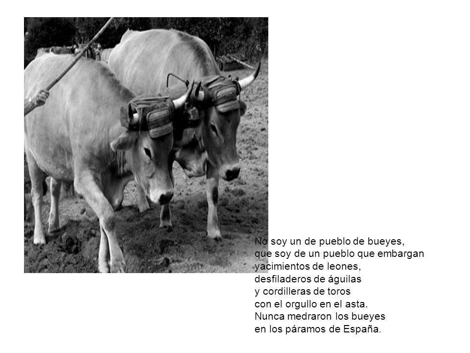 No soy un de pueblo de bueyes, que soy de un pueblo que embargan yacimientos de leones, desfiladeros de águilas y cordilleras de toros con el orgullo en el asta.