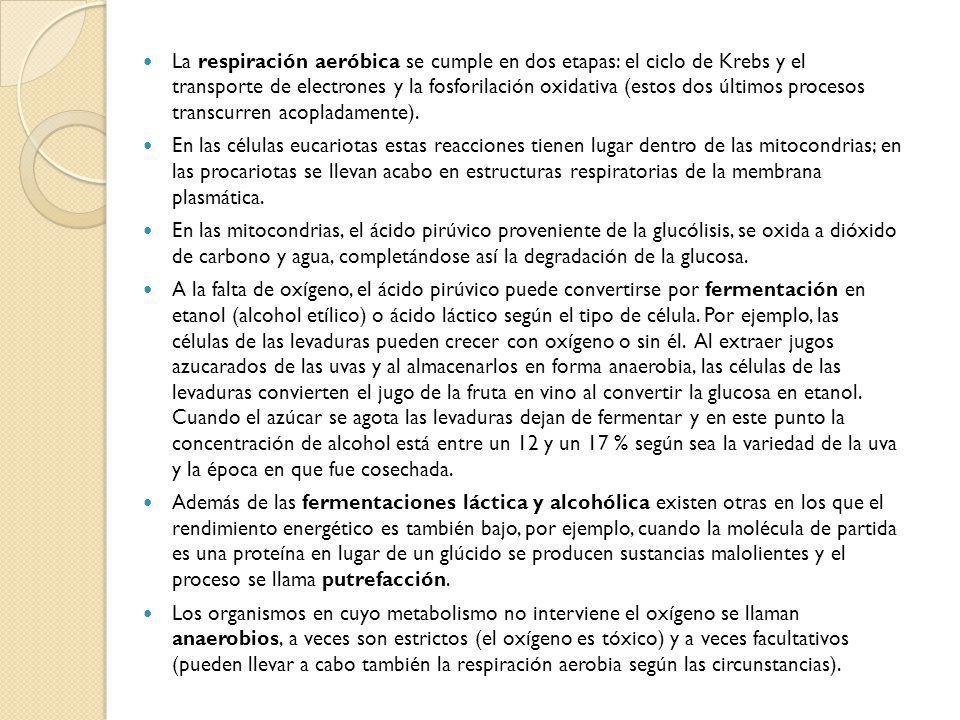 La respiración aeróbica se cumple en dos etapas: el ciclo de Krebs y el transporte de electrones y la fosforilación oxidativa (estos dos últimos procesos transcurren acopladamente).