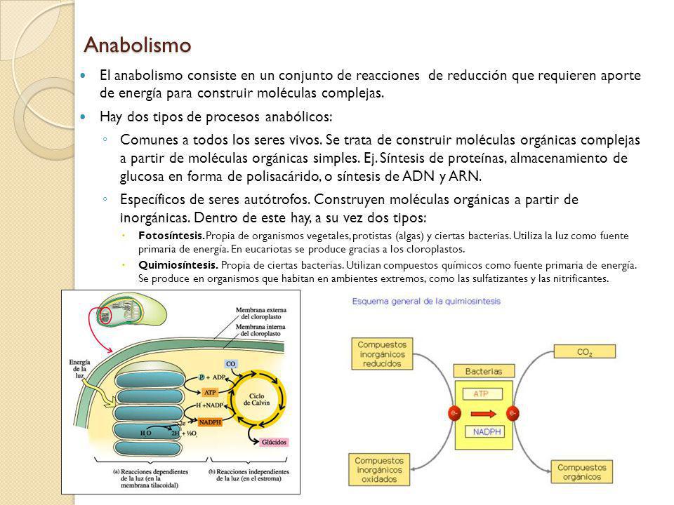 Anabolismo El anabolismo consiste en un conjunto de reacciones de reducción que requieren aporte de energía para construir moléculas complejas.