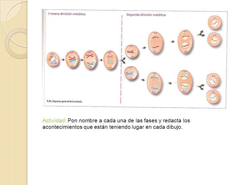 Actividad: Pon nombre a cada una de las fases y redacta los acontecimientos que están teniendo lugar en cada dibujo.