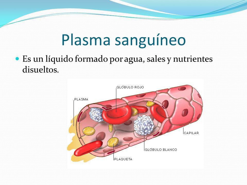 Plasma sanguíneo Es un líquido formado por agua, sales y nutrientes disueltos.