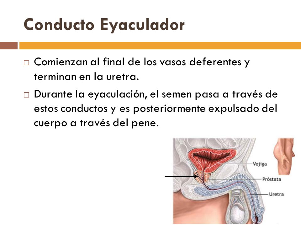 Conducto Eyaculador Comienzan al final de los vasos deferentes y terminan en la uretra.