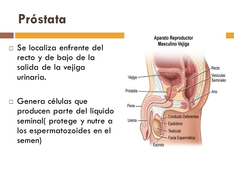 Próstata Se localiza enfrente del recto y de bajo de la salida de la vejiga urinaria.