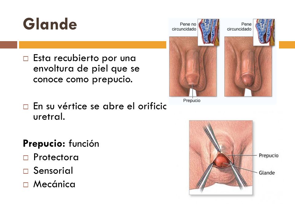 Glande Esta recubierto por una envoltura de piel que se conoce como prepucio. En su vértice se abre el orificio uretral.