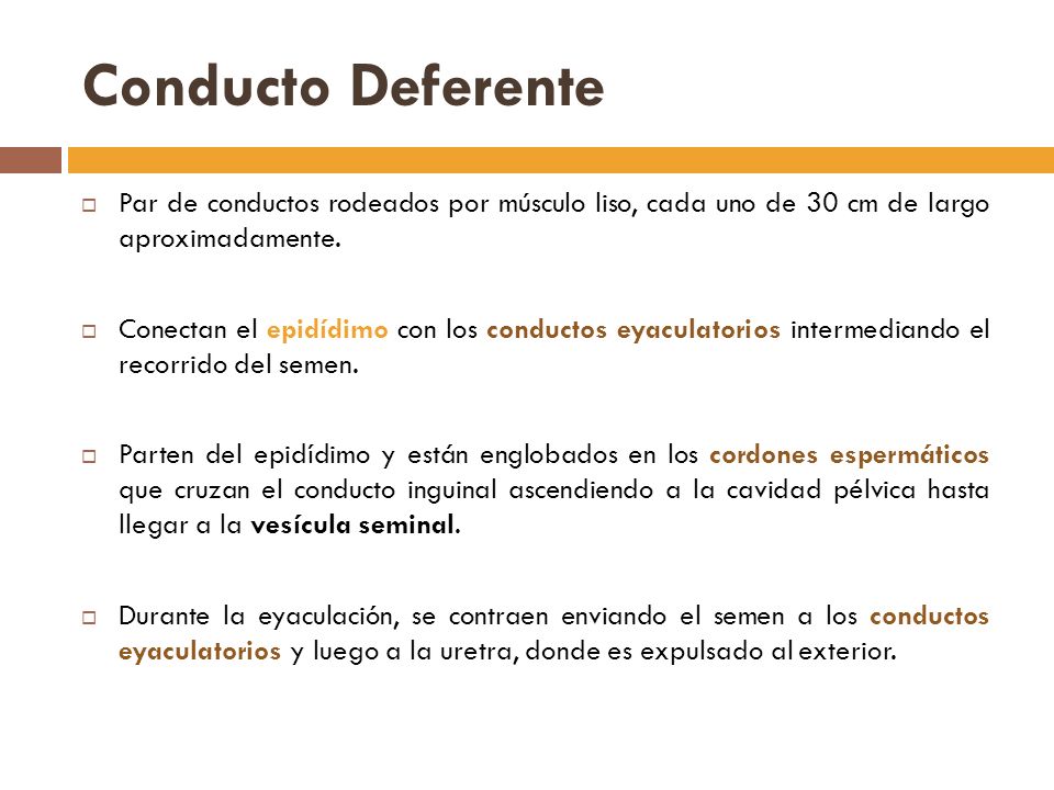 Conducto Deferente Par de conductos rodeados por músculo liso, cada uno de 30 cm de largo aproximadamente.