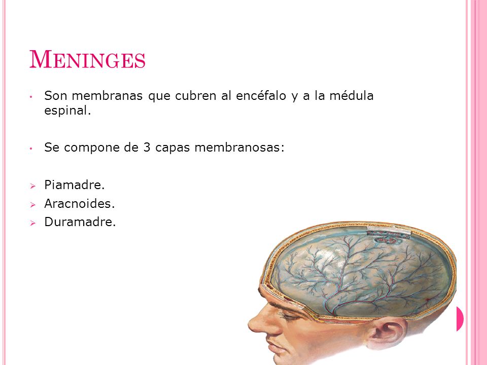 Meninges Son membranas que cubren al encéfalo y a la médula espinal.