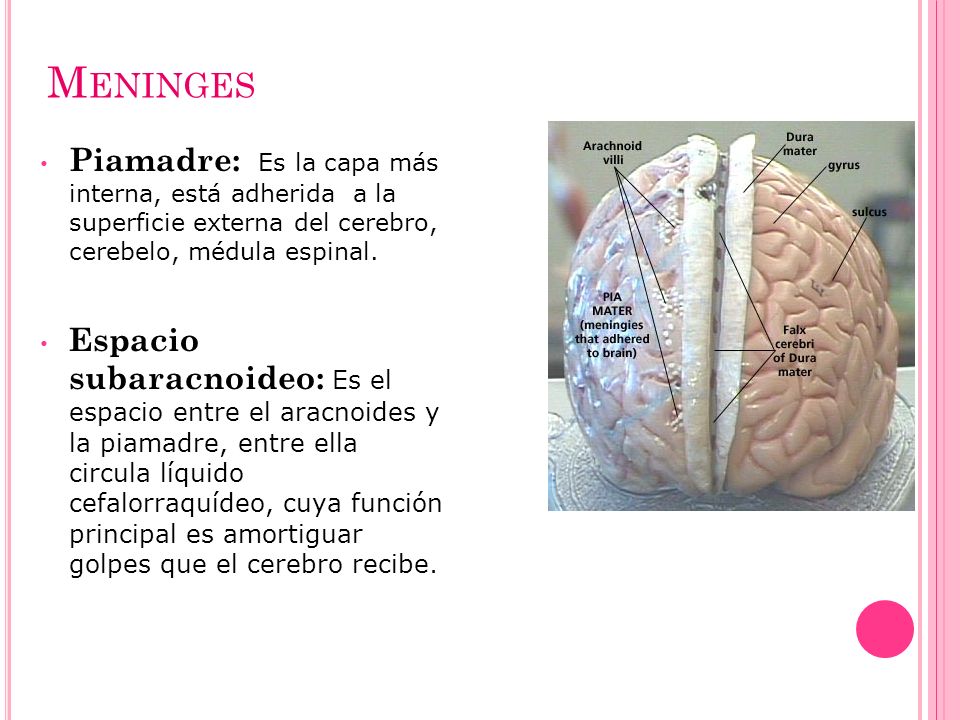 Meninges Piamadre: Es la capa más interna, está adherida a la superficie externa del cerebro, cerebelo, médula espinal.