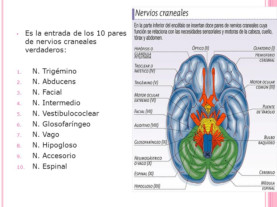 Es la entrada de los 10 pares de nervios craneales verdaderos: