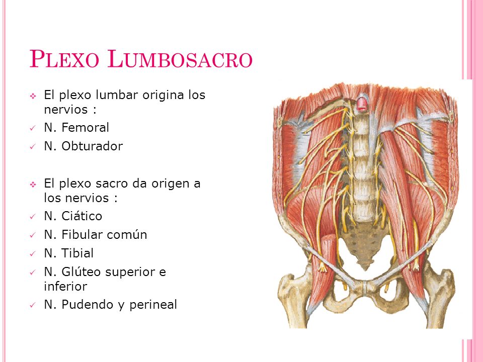 Plexo Lumbosacro El plexo lumbar origina los nervios : N. Femoral