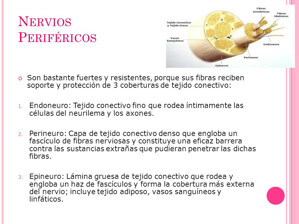 Nervios Periféricos Son bastante fuertes y resistentes, porque sus fibras reciben soporte y protección de 3 coberturas de tejido conectivo: