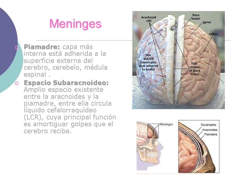 Meninges Piamadre: capa más interna está adherida a la superficie externa del cerebro, cerebelo, médula espinal .