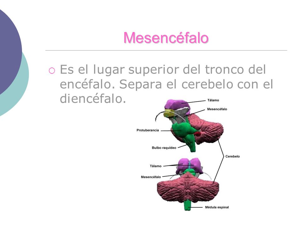 Mesencéfalo Es el lugar superior del tronco del encéfalo. Separa el cerebelo con el diencéfalo.
