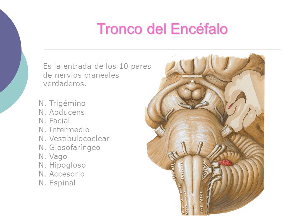 Tronco del Encéfalo Es la entrada de los 10 pares de nervios craneales verdaderos. N. Trigémino. N. Abducens.