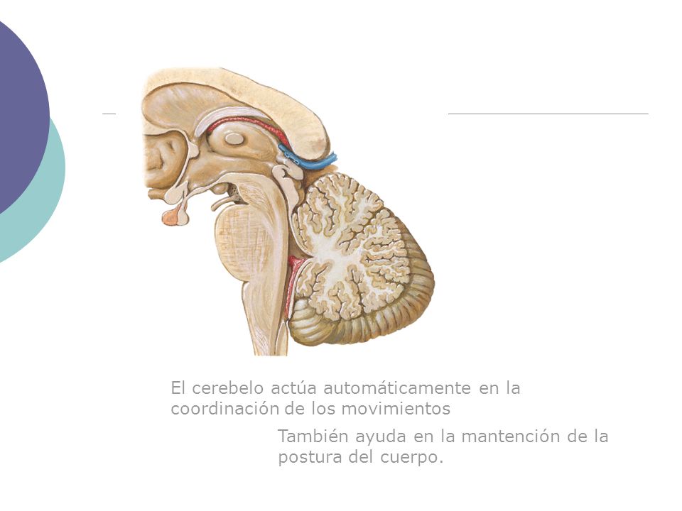 El cerebelo actúa automáticamente en la coordinación de los movimientos