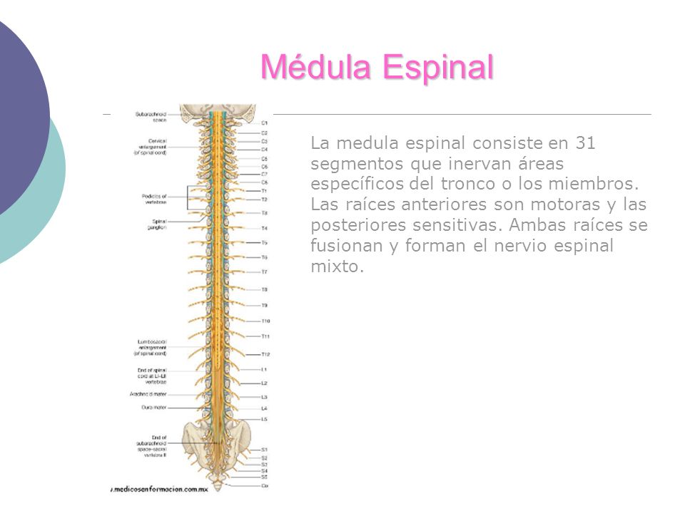 Médula Espinal La medula espinal consiste en 31 segmentos que inervan áreas específicos del tronco o los miembros.