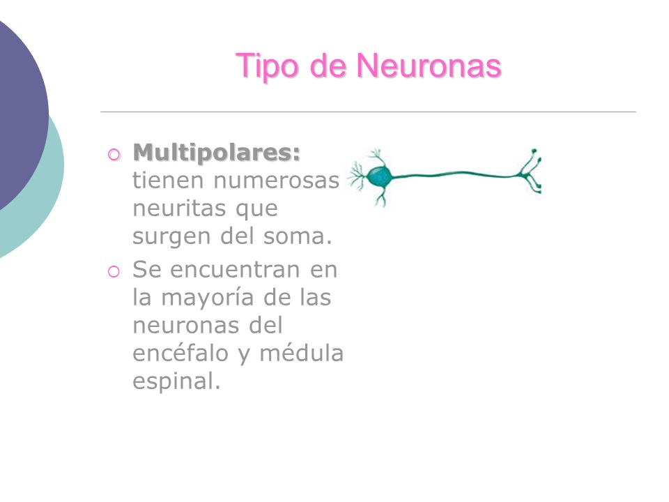 Tipo de Neuronas Multipolares: tienen numerosas neuritas que surgen del soma.