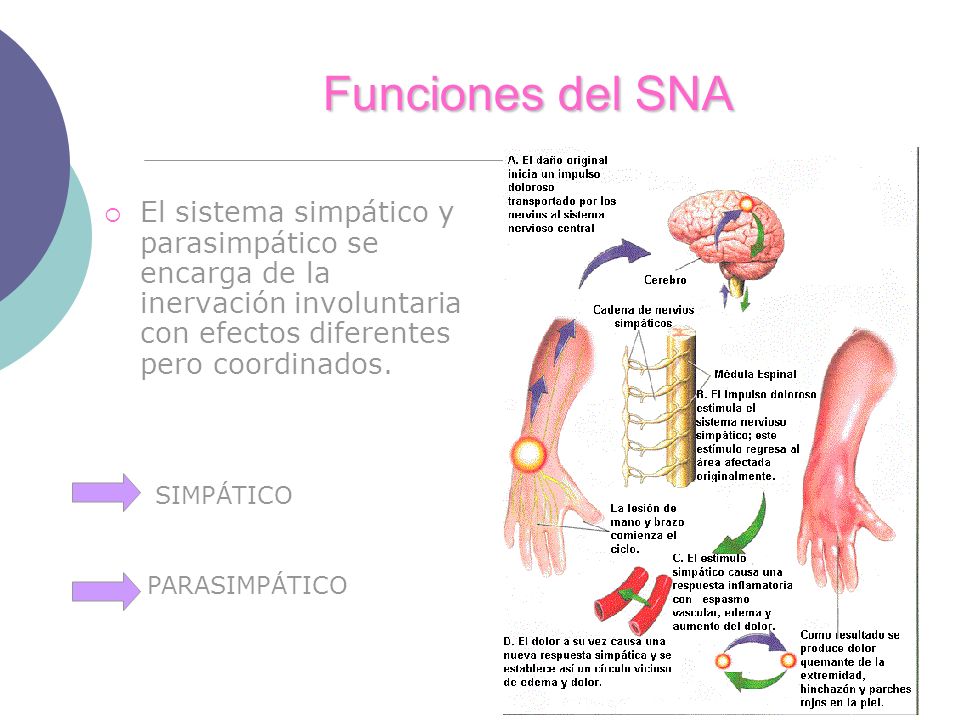 Funciones del SNA El sistema simpático y parasimpático se encarga de la inervación involuntaria con efectos diferentes pero coordinados.