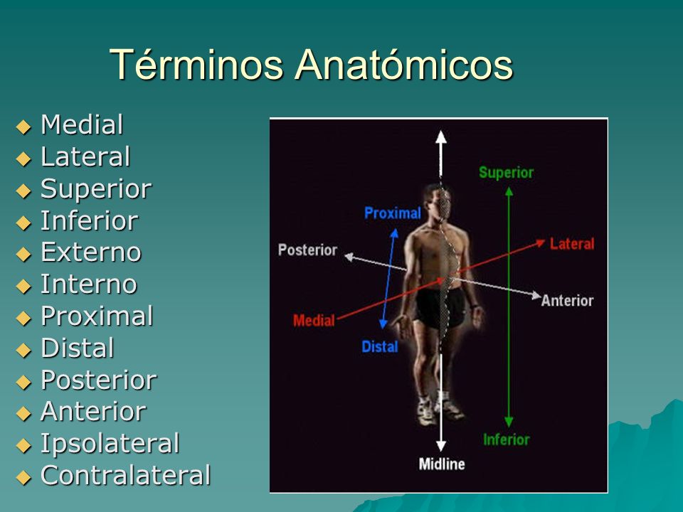 Términos Anatómicos Medial Lateral Superior Inferior Externo Interno