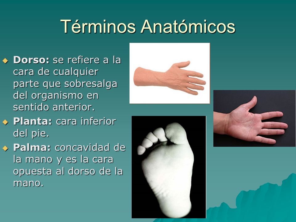 Términos Anatómicos Dorso: se refiere a la cara de cualquier parte que sobresalga del organismo en sentido anterior.