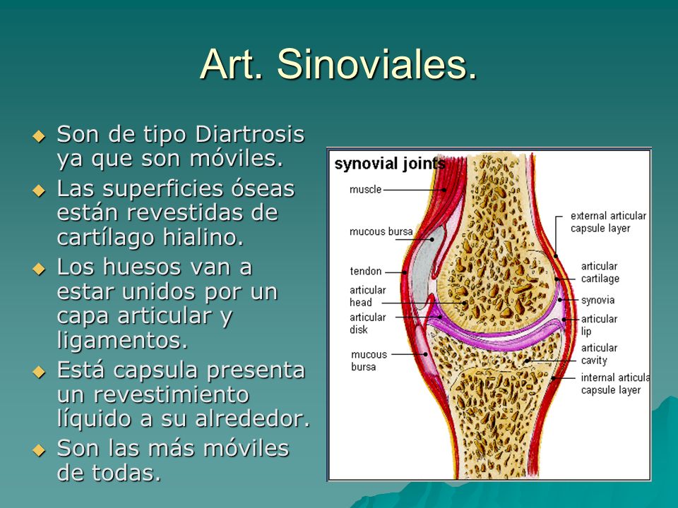 Art. Sinoviales. Son de tipo Diartrosis ya que son móviles.