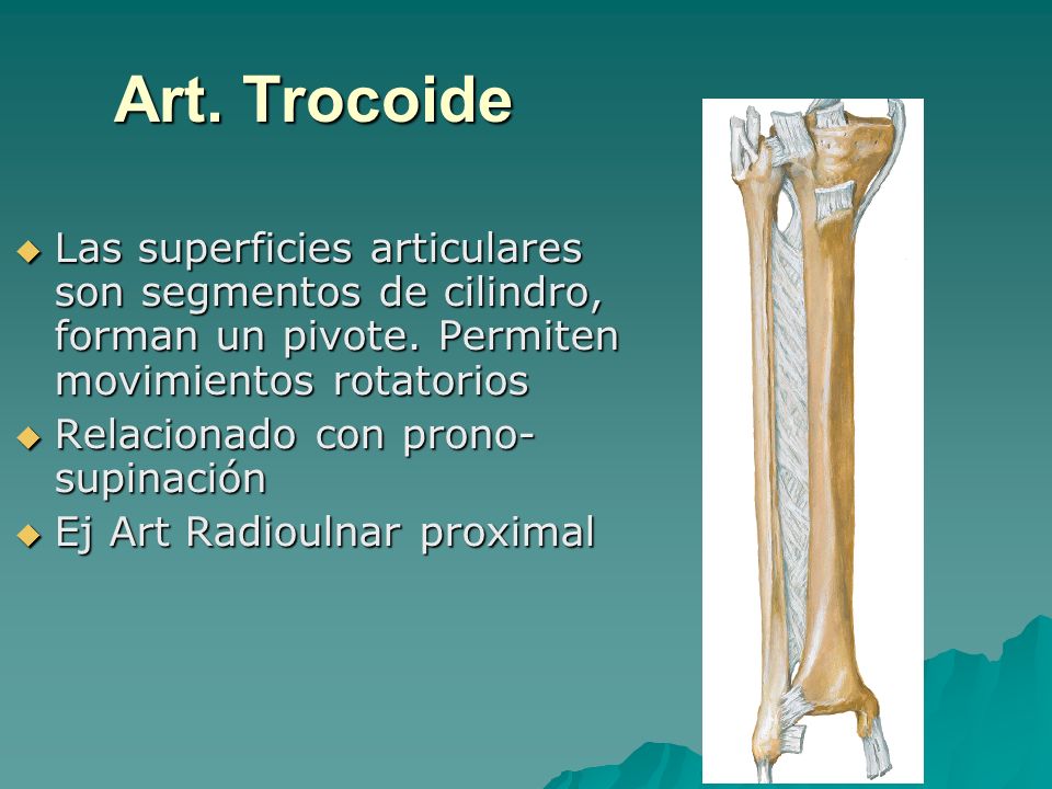 Art. Trocoide Las superficies articulares son segmentos de cilindro, forman un pivote. Permiten movimientos rotatorios.