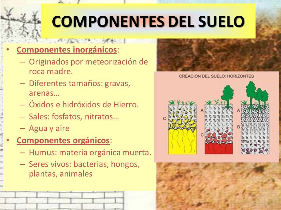 COMPONENTES DEL SUELO Componentes inorgánicos: Componentes orgánicos: