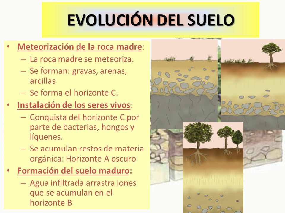 EVOLUCIÓN DEL SUELO Meteorización de la roca madre: