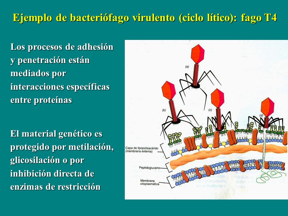 Ejemplo de bacteriófago virulento (ciclo lítico): fago T4