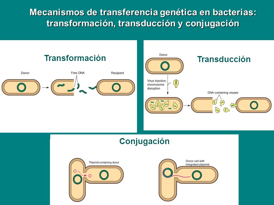 Mecanismos de transferencia genética en bacterias: transformación, transducción y conjugación