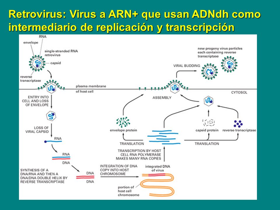 Retrovirus: Virus a ARN+ que usan ADNdh como intermediario de replicación y transcripción