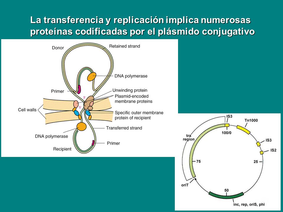 La transferencia y replicación implica numerosas proteínas codificadas por el plásmido conjugativo