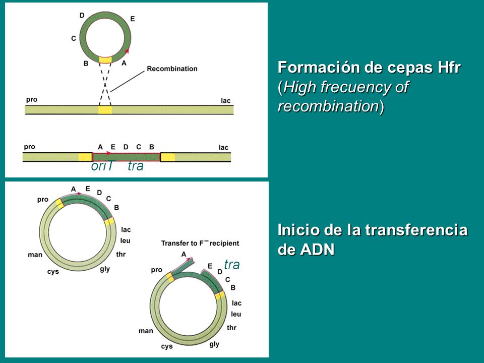 Formación de cepas Hfr (High frecuency of recombination)