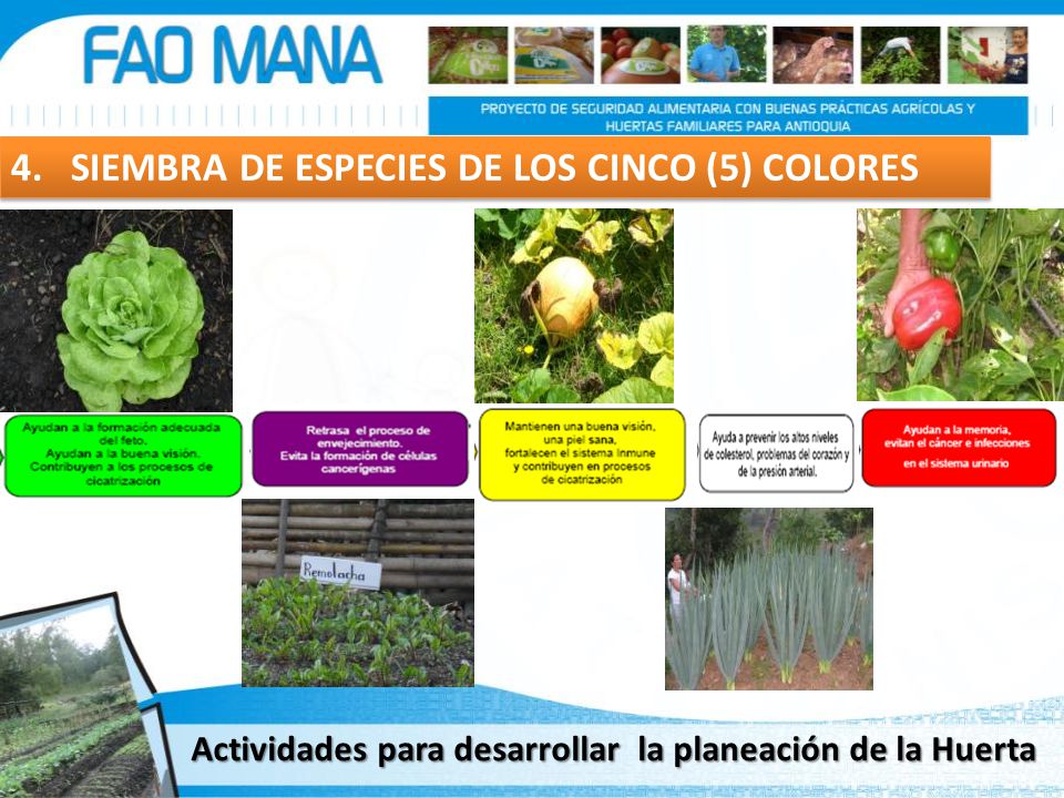 4. SIEMBRA DE ESPECIES DE LOS CINCO (5) COLORES