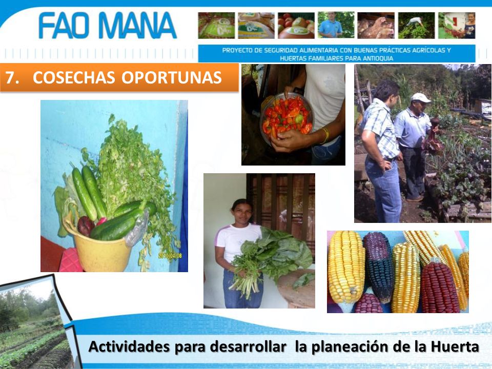 7. COSECHAS OPORTUNAS Actividades para desarrollar la planeación de la Huerta