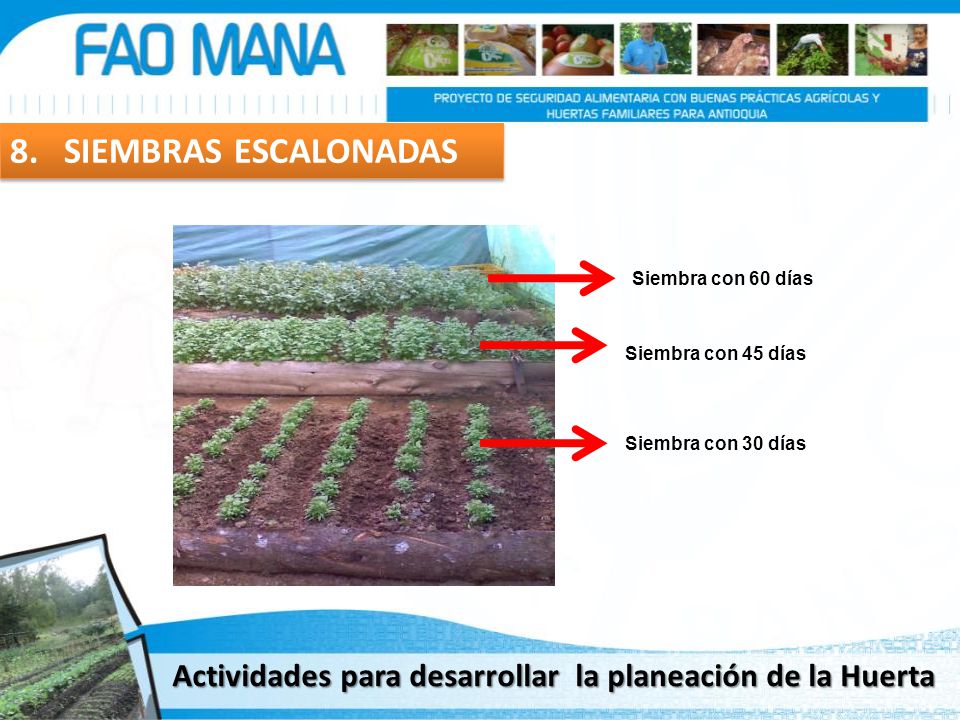 8. SIEMBRAS ESCALONADAS Siembra con 60 días. Siembra con 45 días.